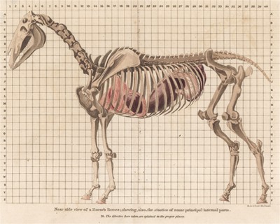 Скелет лошади, включающий расположение некоторых основных внутренних органов: вид с левого бока. Английская гравюра начала XIX века