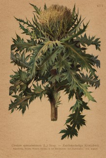 Бодяк колючейший (Cirsium spinosissimum (лат.)) (из Atlas der Alpenflora. Дрезден. 1897 год. Том V. Лист 477)
