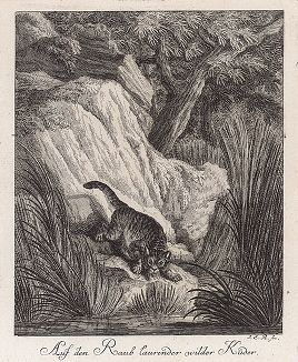 Хищная кошка, поджидающая добычу. Гравюра Иоганна Элиаса Ридингера из Entwurff Einiger Thiere ..., Аугсбург, 1740. 