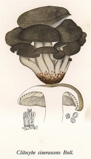 Говорушка серая или дымчатая, Clitocube cinerascens Bull. (лат.), съедобный и вкусный гриб. Дж.Бресадола, Funghi mangerecci e velenosi, т.I, л.54. Тренто, 1933