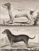 Два бассета (лист XI иллюстраций ко второму тому знаменитой "Естественной истории" графа де Бюффона, изданному в Париже в 1749 году)