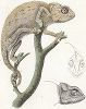 Хамелеон. Иллюстрация из Icones ad illustrandas coloris mutationes in chamaeleonte Яна ван дер Хоувена, л.I, Лейден, 1831
