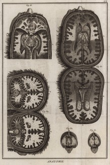 Анатомия. Каверны мозга и мозжечка по Тарэну. (Ивердонская энциклопедия. Том I. Швейцария, 1775 год)
