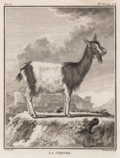 Коза (лист VII иллюстраций к первому тому знаменитой "Естественной истории" графа де Бюффона, изданному в Париже в 1749 году)