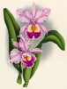 Орхидея CATTLEYA x LANSBERGEI (лат.) (лист DCCXXV Lindenia Iconographie des Orchidées - обширнейшей в истории иконографии орхидей. Брюссель, 1901)