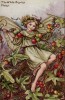 Осенние феи: фея ягод белой брионии
