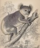 Знаменитый коала (Phascolarctos fuscus (лат.)) (лист 31 тома VIII "Библиотеки натуралиста" Вильяма Жардина, изданного в Эдинбурге в 1841 году)