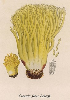 Рогатик жёлтый, Clavaria flava Schaeff. (лат.). Дж.Бресадола, Funghi mangerecci e velenosi, т.II, л.195. Тренто, 1933