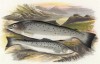 Самец и самка лосося (иллюстрация к "Пресноводным рыбам Британии" -- одной из красивейших работ 70-х гг. XIX века, выполненных в технике хромолитографии)