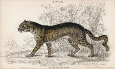 Дикая кошка (Felis Diardii (лат.)) (лист 22 тома III "Библиотеки натуралиста" Вильяма Жардина, изданного в Эдинбурге в 1834 году)