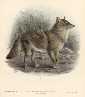 Койот (лист IX иллюстраций к известной работе Джорджа Миварта "Семейство волчьих". Лондон. 1890 год)