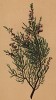 Вереск обыкновенный (Calluna vulgaris Salisb. (лат.)) (из Atlas der Alpenflora. Дрезден. 1897 год. Том III. Лист 299)