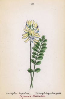 Астрагал прижатый (Astragalus depressus (лат.)) (лист 127 известной работы Йозефа Карла Вебера "Растения Альп", изданной в Мюнхене в 1872 году)