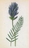 Астрагал эспарцетовый (Astragalus Onobrychis (лат.)) (лист 124 известной работы Йозефа Карла Вебера "Растения Альп", изданной в Мюнхене в 1872 году)