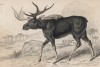 Американский лось (Alces Americanus (лат.)) (лист 5 тома XI "Библиотеки натуралиста" Вильяма Жардина, изданного в Эдинбурге в 1843 году)