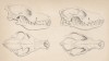 Строение черепов дикой собаки динго (1) и шакала (лист 34 тома IV "Библиотеки натуралиста" Вильяма Жардина, изданного в Эдинбурге в 1839 году)
