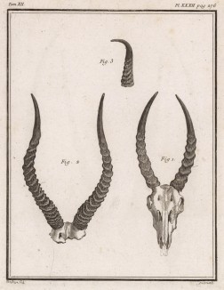 Бараньи рога (лист XXXII иллюстраций к двенадцатому тому знаменитой "Естественной истории" графа де Бюффона, изданному в Париже в 1764 году)