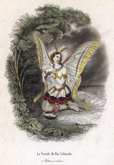 Бабочка-павлиноглазка с птичкой на берегу реки Колорадо. Les Papillons, métamorphoses terrestres des peuples de l'air par Amédée Varin. Париж, 1852