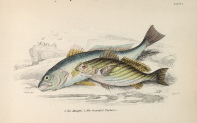 Серебристый горбыль (Sciaena aquila (лат.)) (лист 7 XXXII тома "Библиотеки натуралиста" Вильяма Жардина, изданного в Эдинбурге в 1843 году)