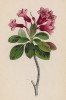 Рододендрон волосатый (Rhododendron hirsulum (лат.)) (лист 269 известной работы Йозефа Карла Вебера "Растения Альп", изданной в Мюнхене в 1872 году)