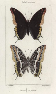 Бабочки харакс ясий (Сharaxses Jasius (лат.)) (лист 12)