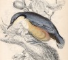 Обыкновенный поползень, или ямщик (Sitta Europea (лат.)) (лист 22 тома XXV "Библиотеки натуралиста" Вильяма Жардина, изданного в Эдинбурге в 1839 году)
