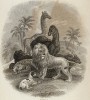 Титульный лист первого тома "Библиотеки натуралиста" Вильяма Жардина, изданного в Эдинбурге в 1842 году и посвящённого знатоку насекомых сэру Дрю Друри (на миниатюре изображены популярные млекопитающие)