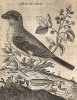 Чернолобый сорокопут, а также мышь и богомол. Из первого (1622 г.) издания работы итальянского натуралиста Джованни Олины (1585-1645) Uccelliera overo discorso della natura, e proprieta di diversi uccelli… 