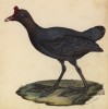 Лысуха хохлатая (лист из альбома литографий "Галерея птиц... королевского сада", изданного в Париже в 1825 году)