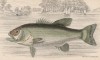 Большеротый басс, или большеротый чёрный окунь (Grystes salmoides (лат.)) (лист 29 XXIX тома "Библиотеки натуралиста" Вильяма Жардина, изданного в Эдинбурге в 1835 году