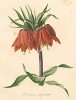 Couronne imperial (фр.) из Flore pittoresque dediée Aux Dames par A. Chazal... Париж. 1820 год. В 2000 году комплект этих лучших в истории французской книги начала XIX века ботанических иллюстраций был продан на аукционе "Кристи" за 209.462 $