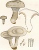 Ивишень, или подвишень, или подвишенник, или клитопилус обыкновенный, Clitopilus prunulus (лат.). Съедобен. Дж.Бресадола, Funghi mangerecci e velenosi, т.II, л.143. Тренто, 1933