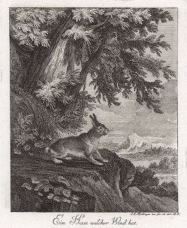 Заяц. Гравюра Иоганна Элиаса Ридингера из Entwurff Einiger Thiere ..., Аугсбург, 1740. 