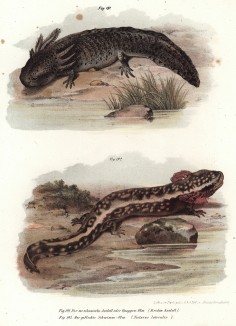 Мексиканский аксолотль (Siredon Axolotl) и протей Necturus lateralis (лат.) (из Naturgeschichte der Amphibien in ihren Sämmtlichen hauptformen. Вена. 1864 год)