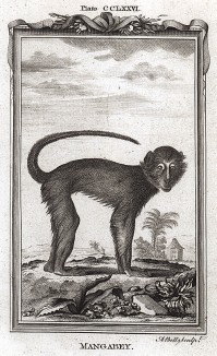 Мангабей, или черномазая обезьяна (лист CCLXXVI)