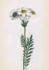 Тысячелистник атрата (Achillea atrata (лат.)) (лист 218 известной работы Йозефа Карла Вебера "Растения Альп", изданной в Мюнхене в 1872 году)