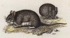 Полевая мышь (Лондон. 1808 год. Лист 28)