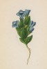 Горечавка полевая (Gentiana campestris (лат.)) (лист 292 известной работы Йозефа Карла Вебера "Растения Альп", изданной в Мюнхене в 1872 году)