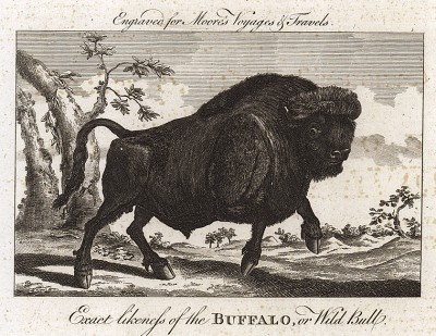 Дикий бык. Exact Likeness of the Buffalo, or Wild Bull. Гравюра из The New, Complete, Authentic, and Universal System of Geography... Лондон,1785