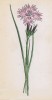 Гвоздика монпельенская (Dianthus monspessulanus (лат.)) (лист 86 известной работы Йозефа Карла Вебера "Растения Альп", изданной в Мюнхене в 1872 году)