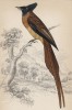 Рыжехвостая мухоловка (Muscipeta rufiventer (лат.)) (лист 4 тома XXIII "Библиотеки натуралиста" Вильяма Жардина, изданного в Эдинбурге в 1843 году)