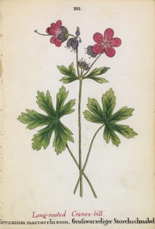 Герань крупнокорневищная, или здравец (Geranium macrorrhizum (лат.)) (лист 102 известной работы Йозефа Карла Вебера "Растения Альп", изданной в Мюнхене в 1872 году)