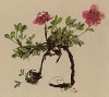 Лапчатка блестящая (Potentilla nitida (лат.)) (из Atlas der Alpenflora. Дрезден. 1897 год. Том III. Лист 220)