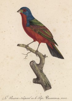 Разноцветный зяблик (Passerina Ciris (лат.)) (лист из альбома литографий "Галерея птиц... королевского сада", изданного в Париже в 1822 году)