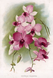 Орхидея дендробиум фаленопсис (Dendrobium Phalenopsis). The Gardener's Assistant. Лондон, 1900
