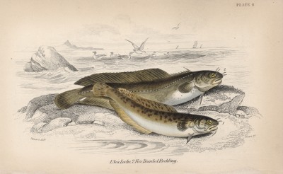 1. Северный морской налим 2. Пятиусый морской налим (1. Mottela tricirrata 2. Motella quinquecirrata (лат.)) (лист 8 XXXIII тома "Библиотеки натуралиста" Вильяма Жардина, изданного в Эдинбурге в 1843 году)