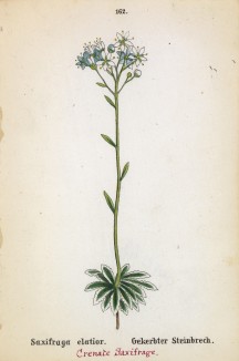 Камнеломка высокая (Saxifraga elatior (лат.)) (лист 162 известной работы Йозефа Карла Вебера "Растения Альп", изданной в Мюнхене в 1872 году)