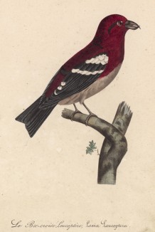 Белокрылый клёст (Loxia leucoptera (лат.)) (лист из альбома литографий "Галерея птиц... королевского сада", изданного в Париже в 1822 году)