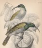 Нектарница Nectarinia cyanocephala (лат.) (лист 10 тома XVI "Библиотеки натуралиста" Вильяма Жардина, изданного в Эдинбурге в 1843 году)