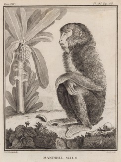 Мандрил-мужчина в раздумье под банановой пальмой (лист XVI иллюстраций к четырнадцатому тому знаменитой "Естественной истории" графа де Бюффона, изданному в Париже в 1766 году)
